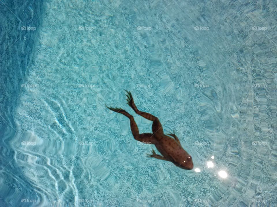 swimming frog