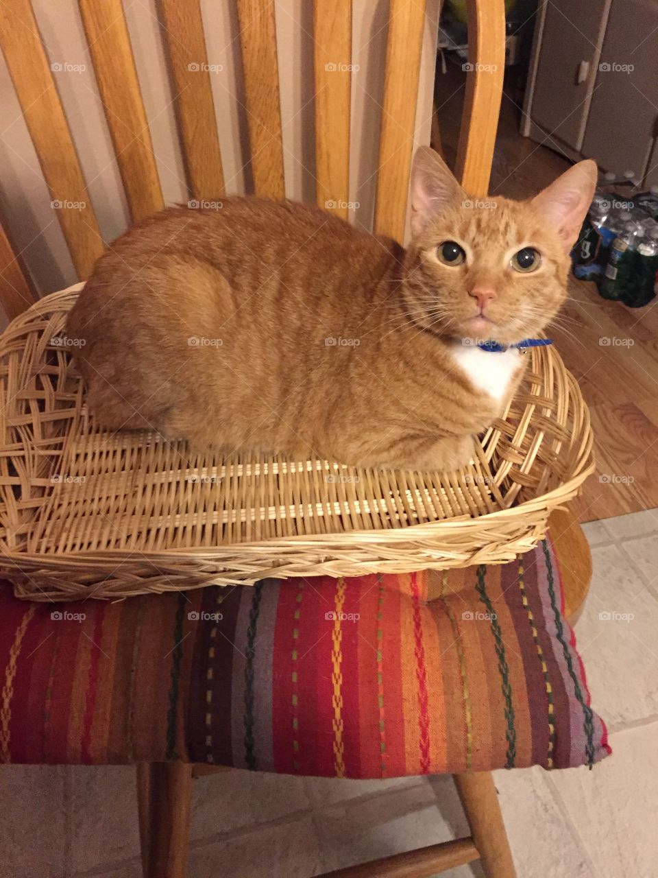 Cat in the basket