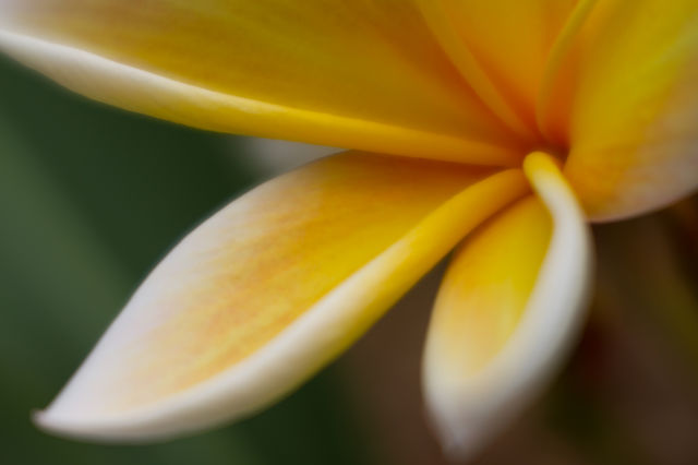 Plumeria Yellow and White Beautiful Flower