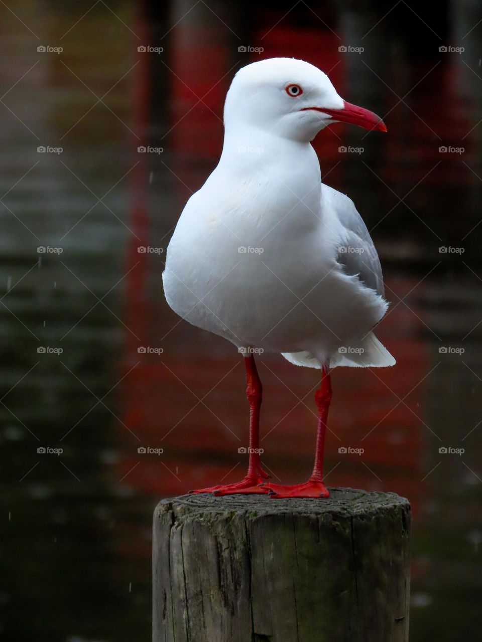 Seagull standing on a fence post