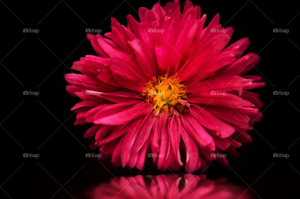 Red flowers . Red spring flowers 