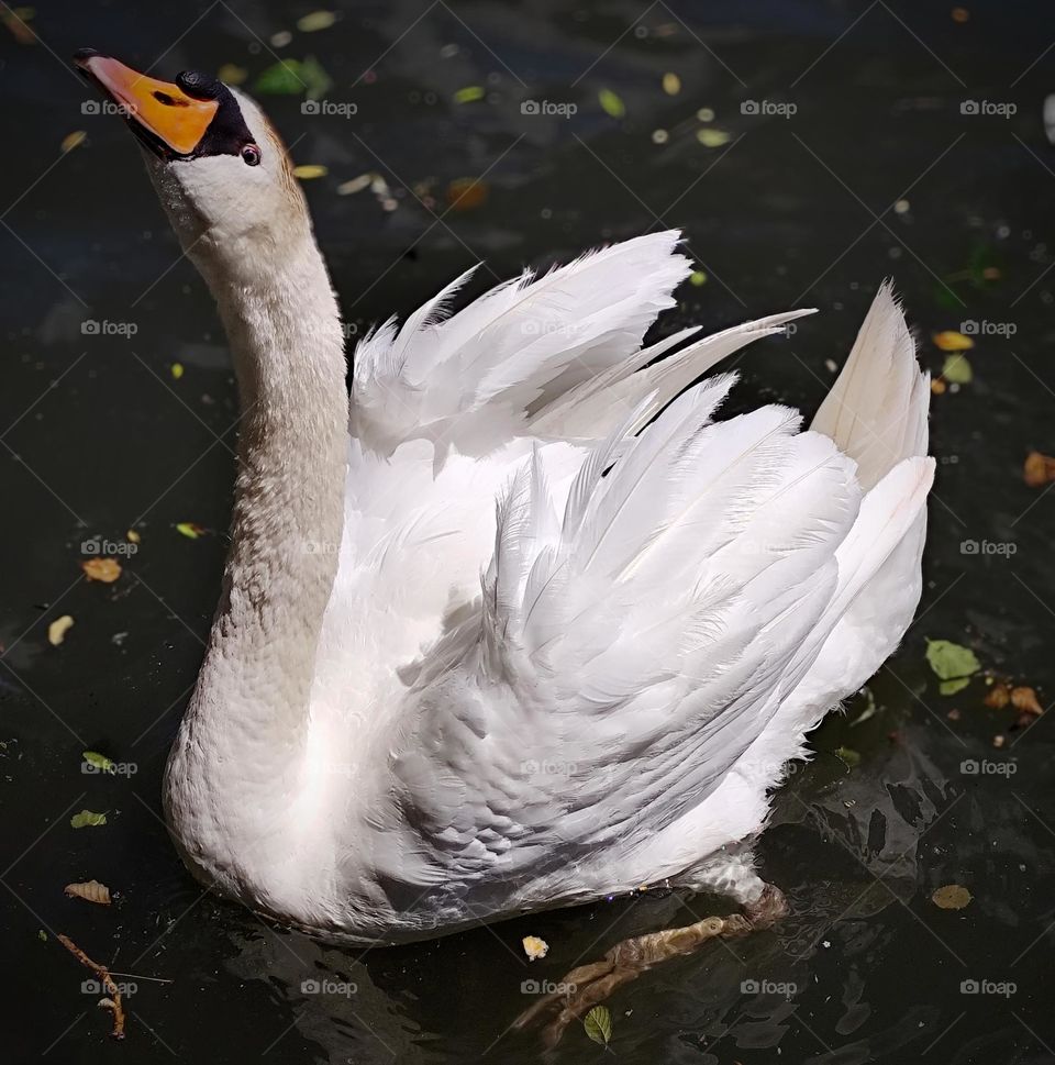 Bird tenderness