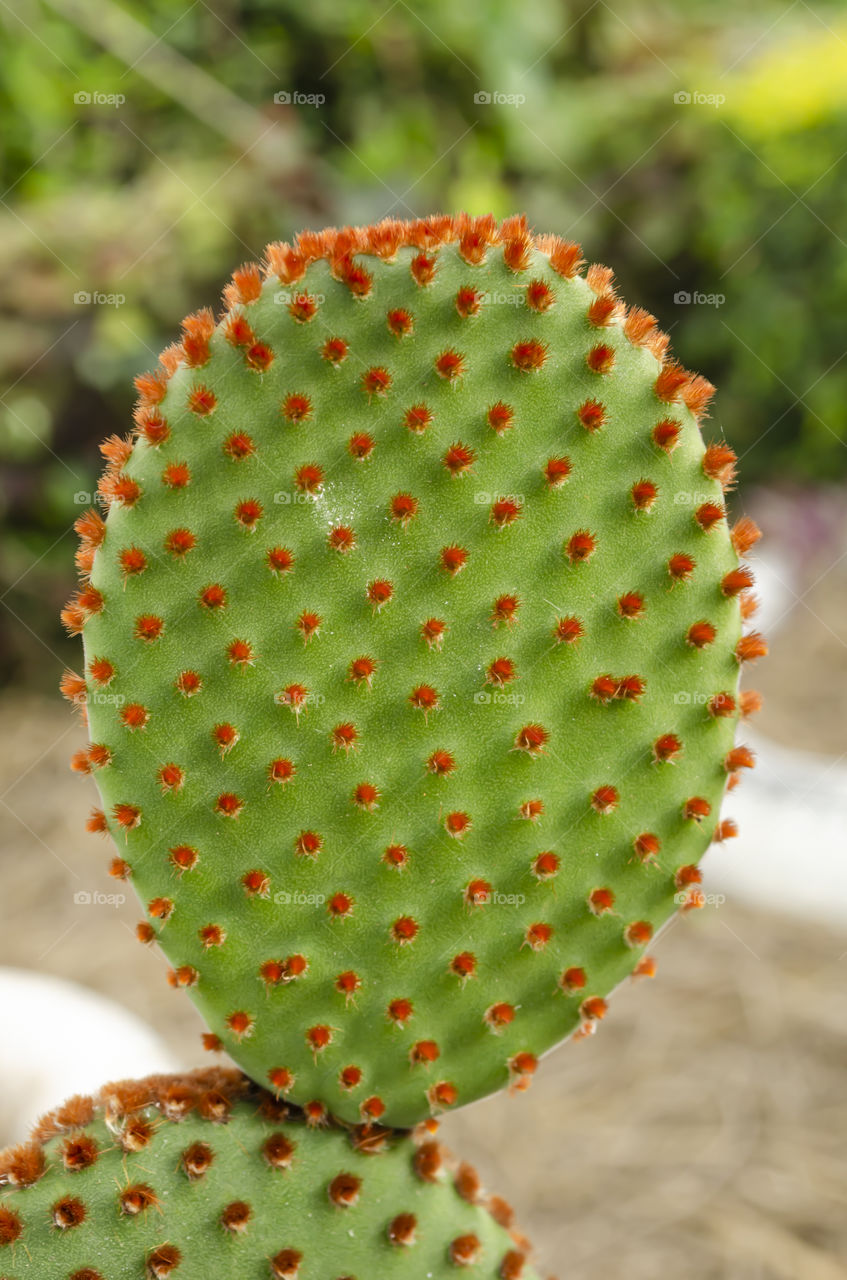 The Top Branch Of An Opuntia Microdasys (Bunny Ears Cactus) Plant