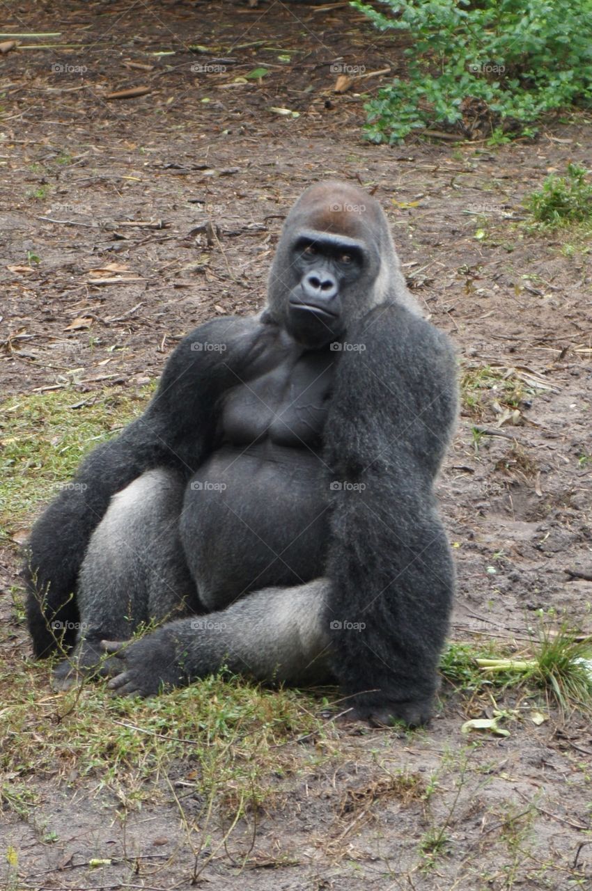 Gorilla with attitude