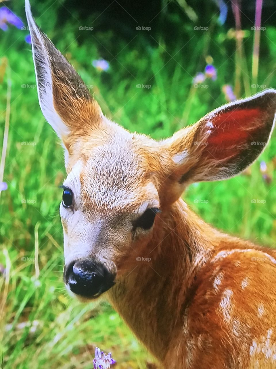 Baby Deer