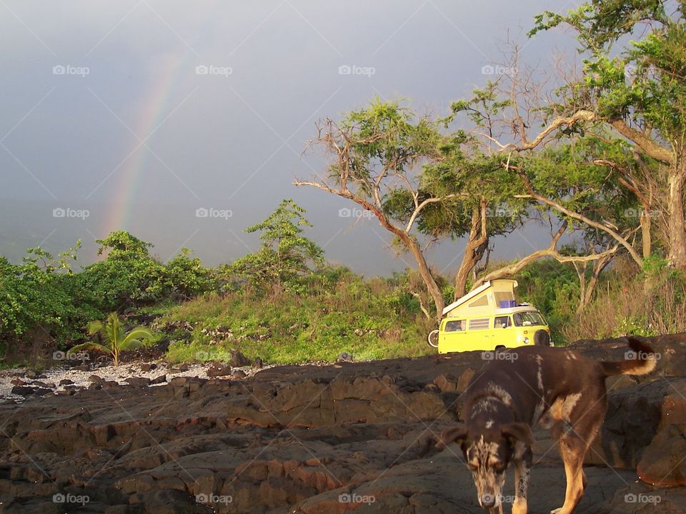 yellow bus rainbows . hanging on the coast of Hawaii 