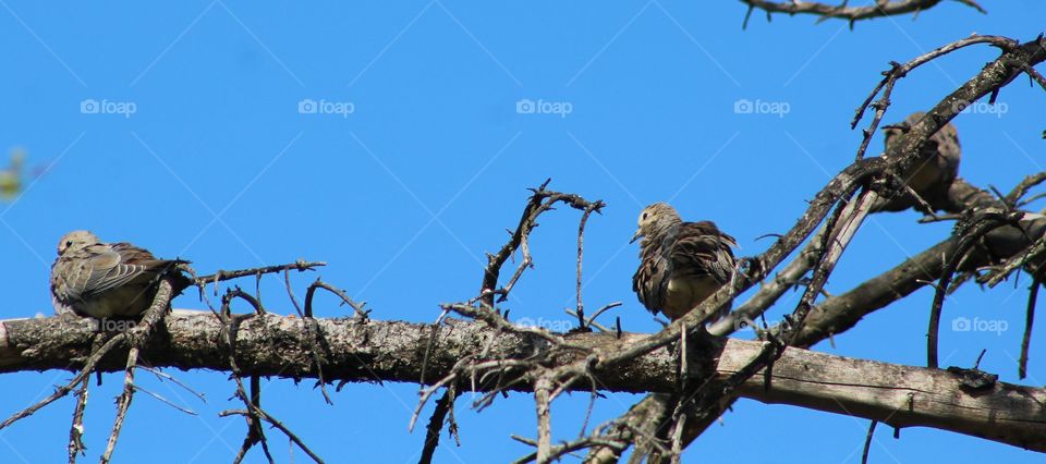 Three young mourning doves in tree with bright blue sky background 