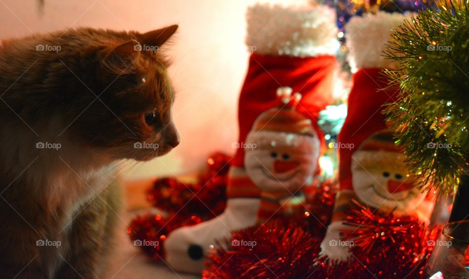 happy New year magenta colour cat beautiful portrait Christmas holiday