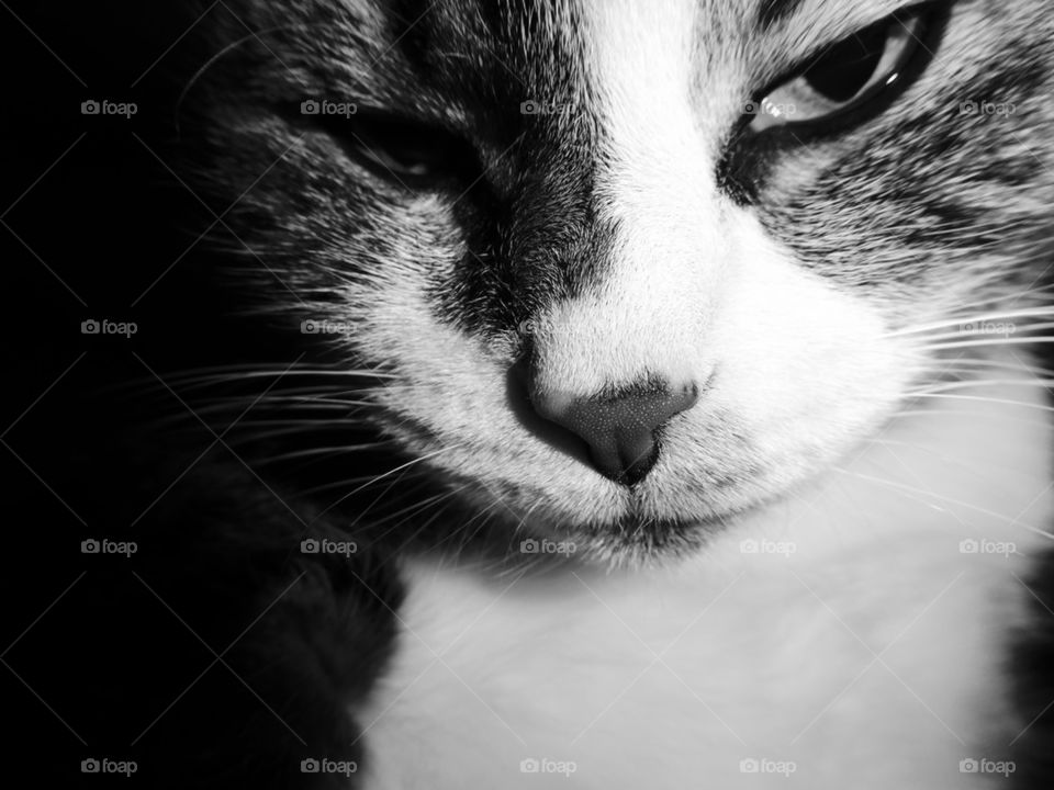 George the matriarch cat in black and white