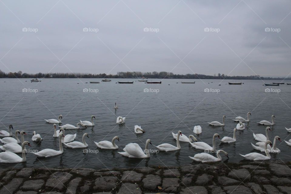 A real life swan lake comes to life in Belgrade, Serbia 