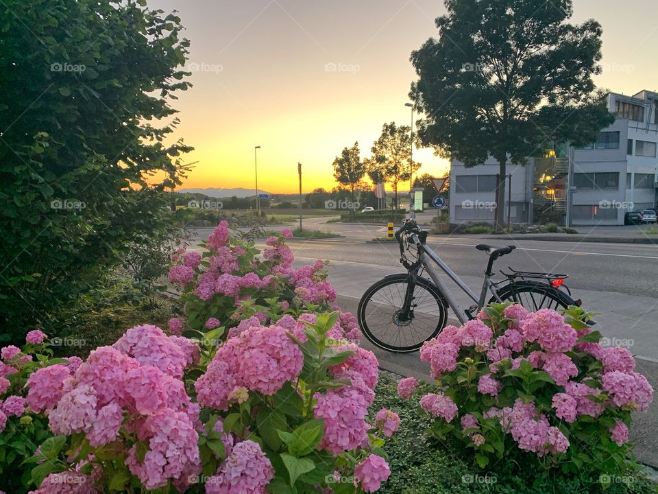 Flowers and cycle at sunset 