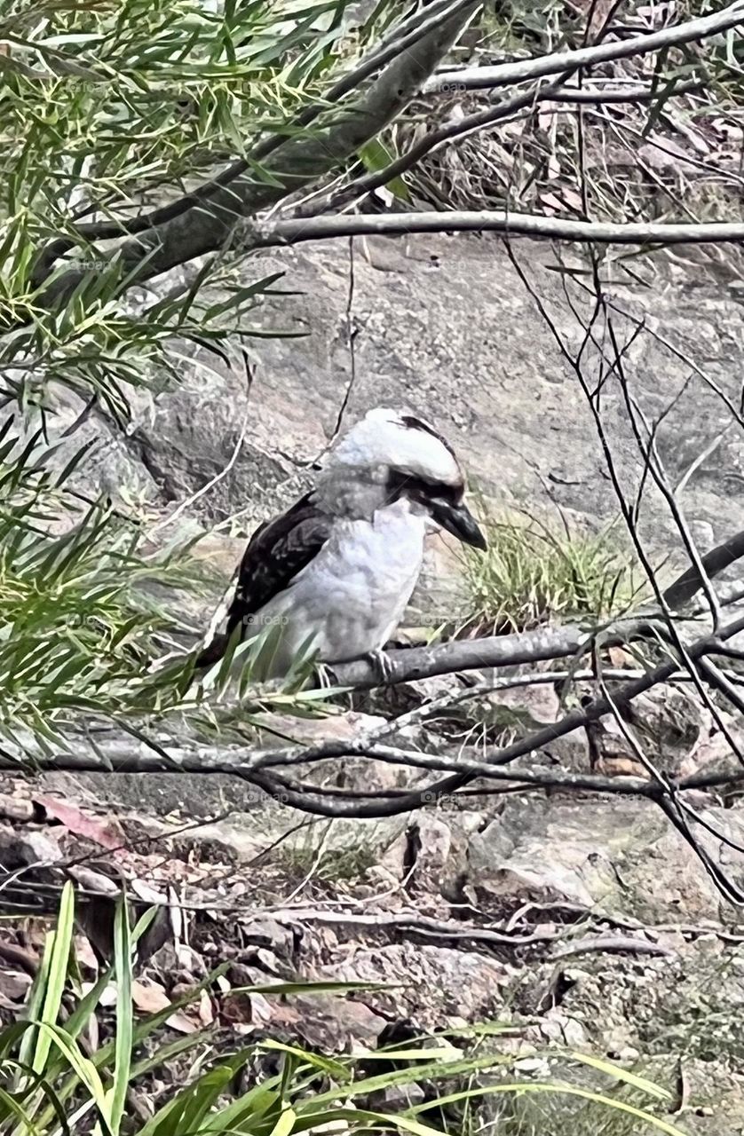 Australian Kookaburra 