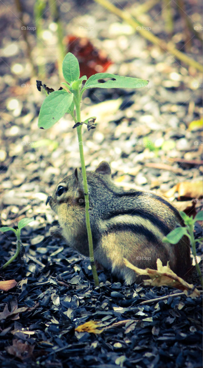 chipmunk