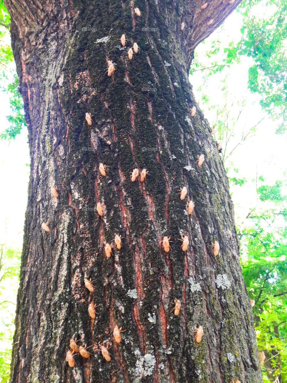 skin of dead insects on tree