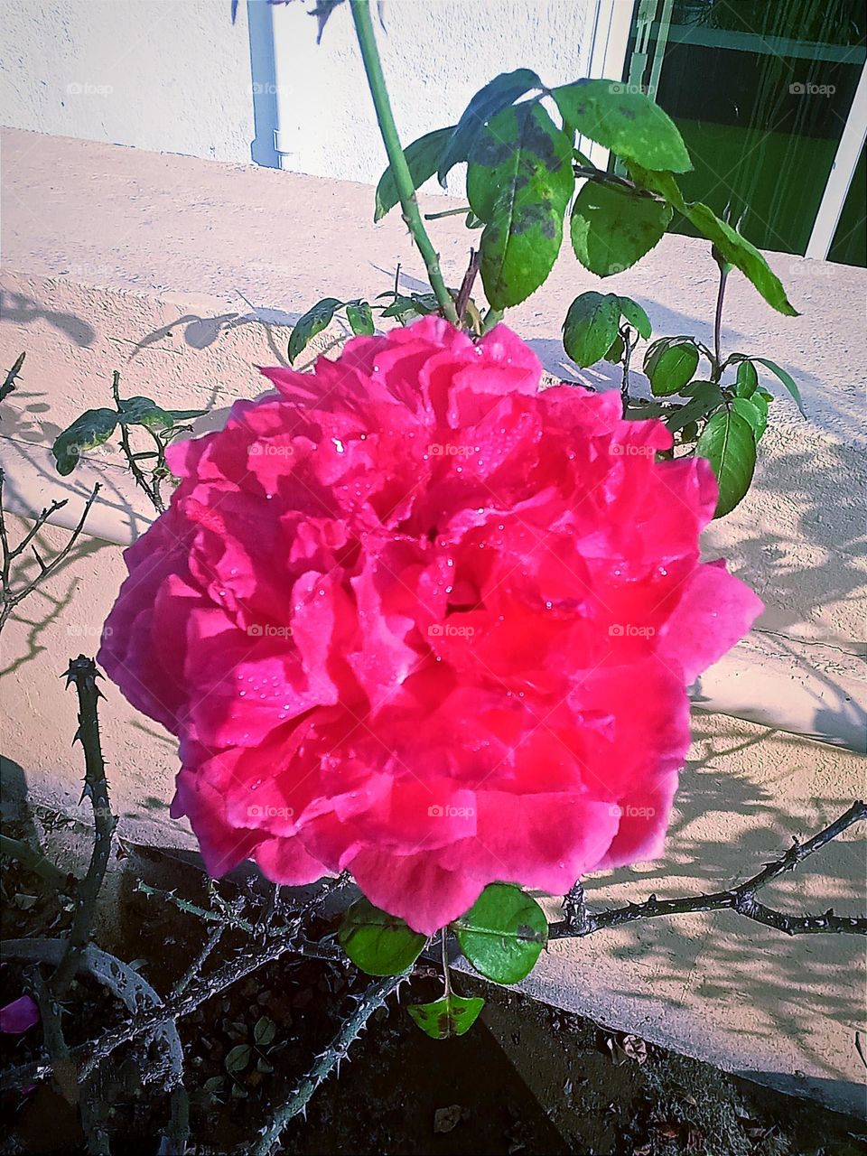 Beautiful rosey 💕pink rose 🌹 flower🌺🌻🌹🌷