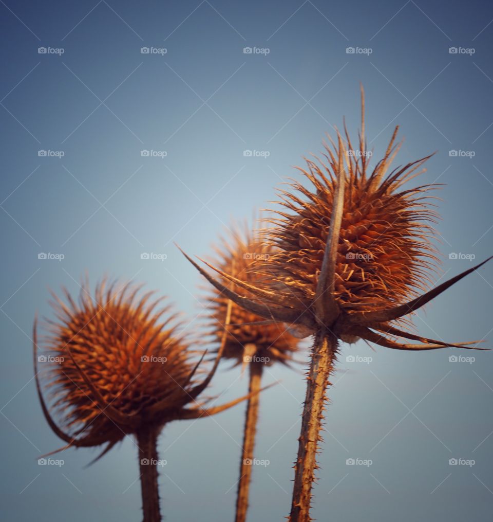 thistle