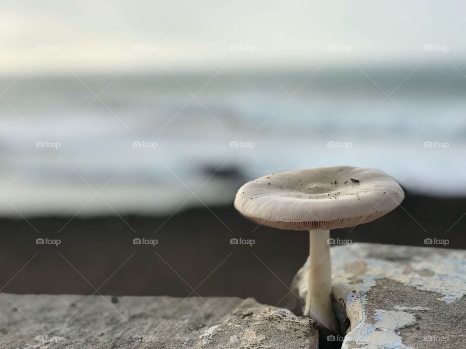 Mushroom 