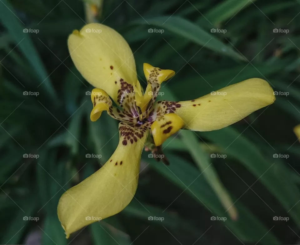 yellow in shape