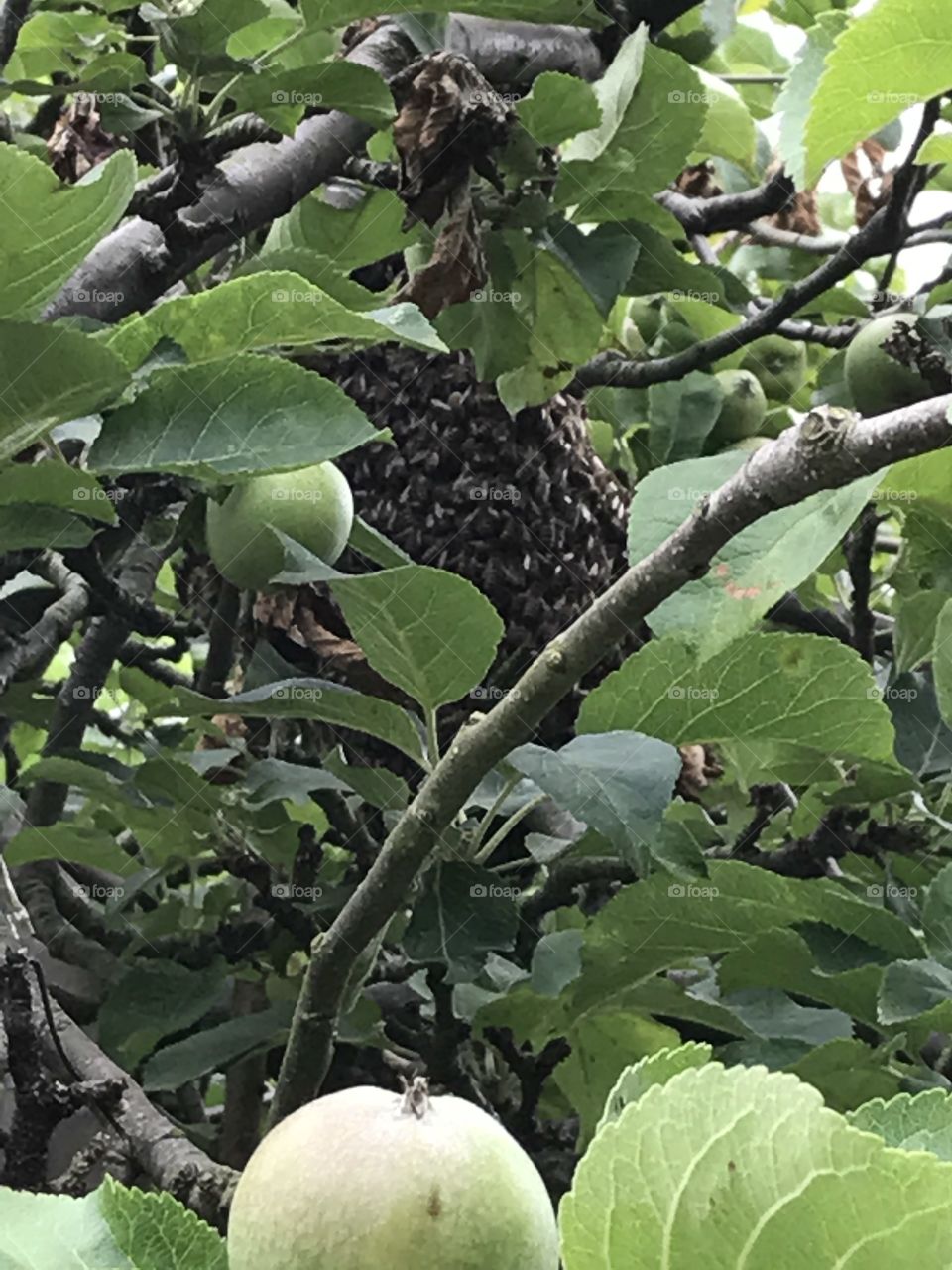 Bees swarm in apple tree