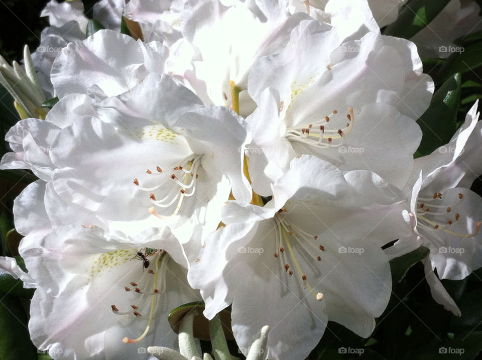 garden botany nature flower by bj