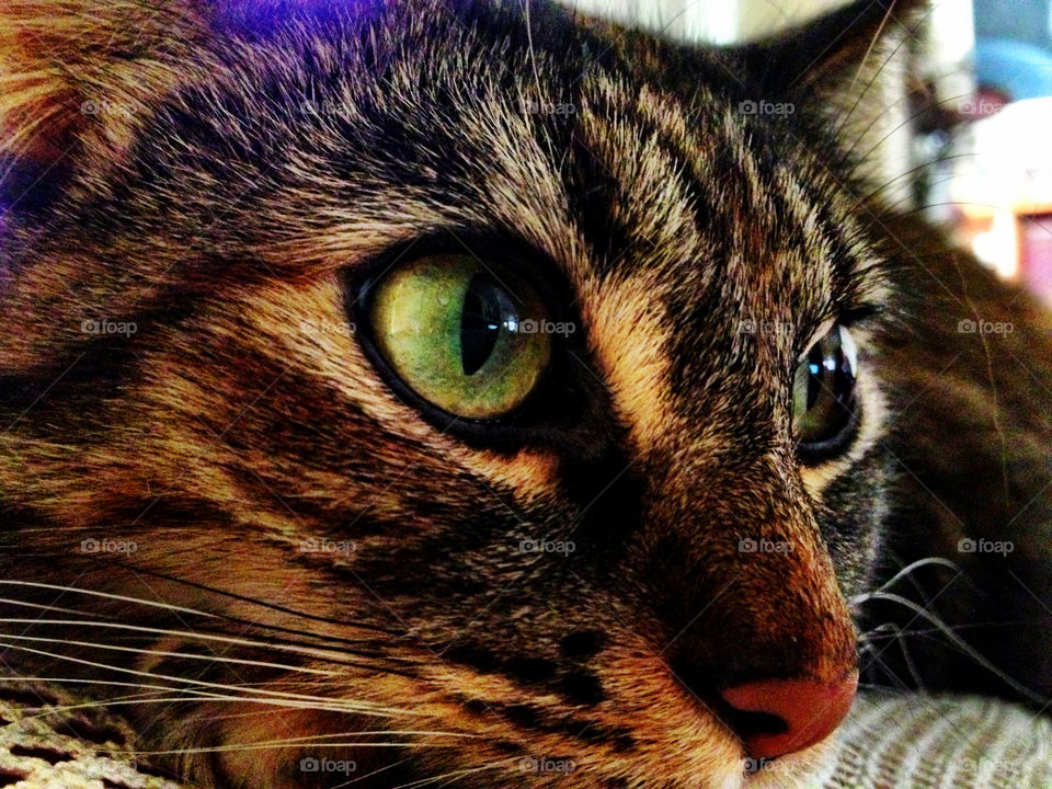 san diego green colors cat by emmanuelgr