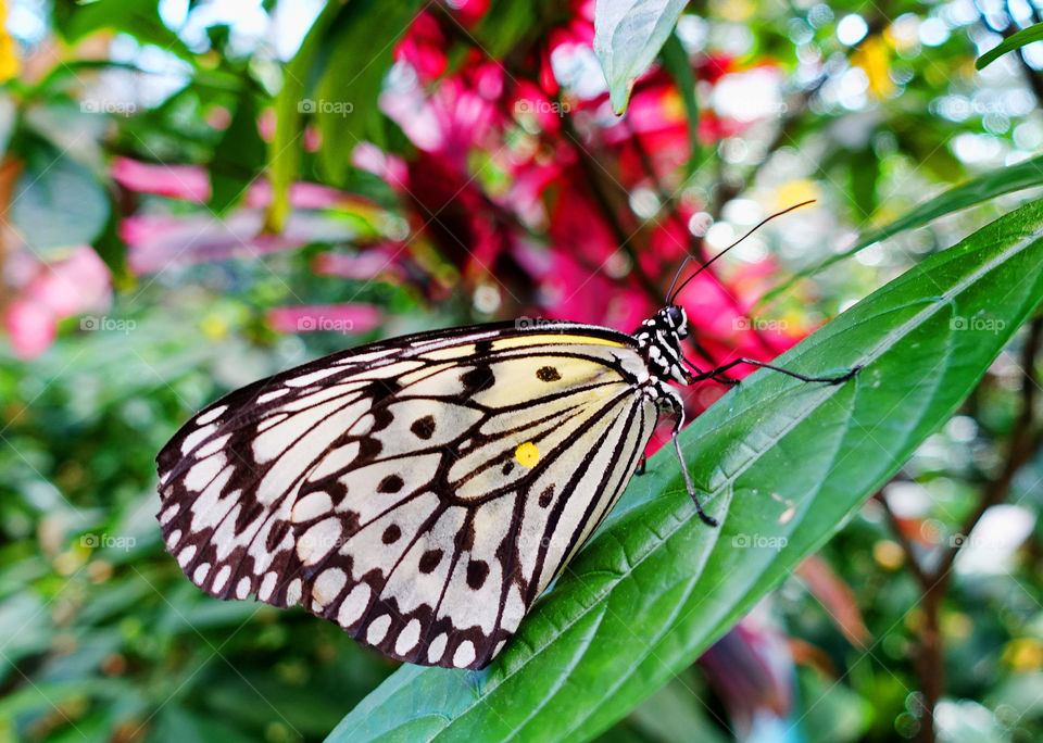 butterfly, insect