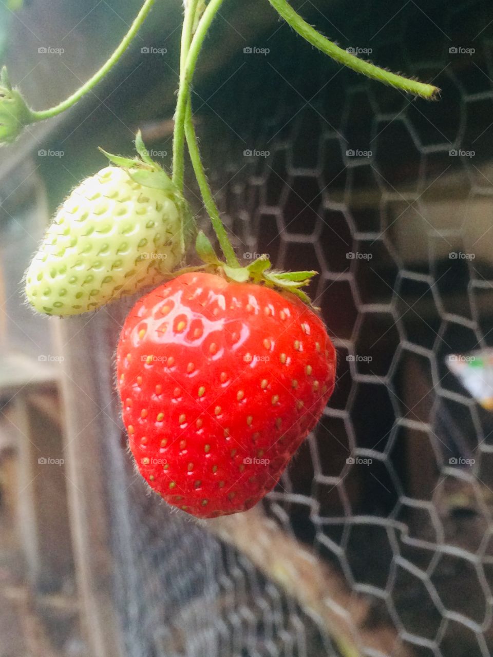 Strawberries from the garden.