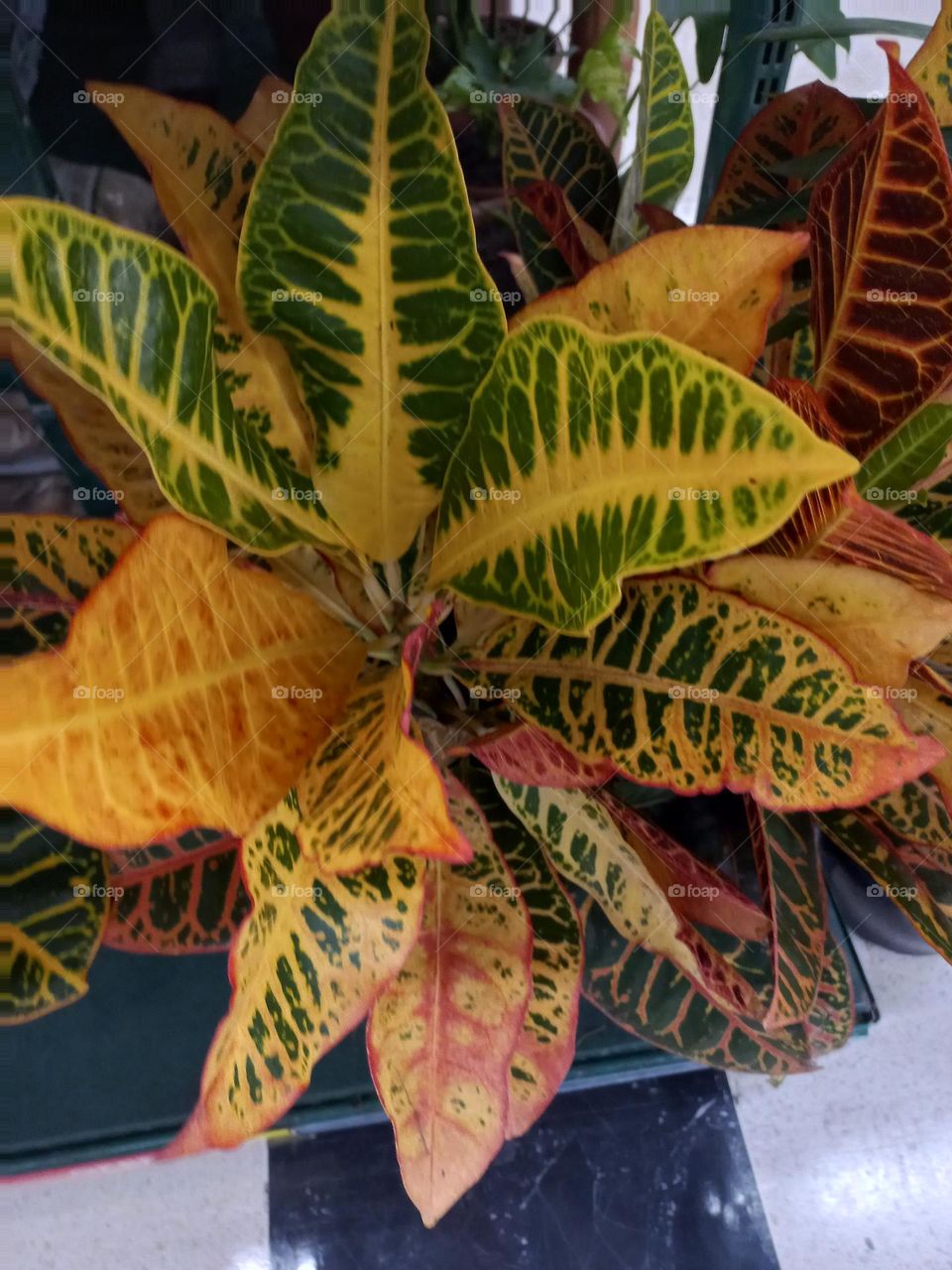 Croton  é um planta conhecida pela exuberância e  pelas suas cores  marcantes e vivas
