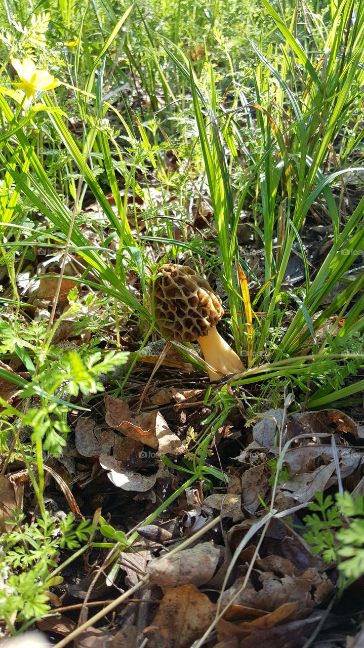 Morel Mushroom