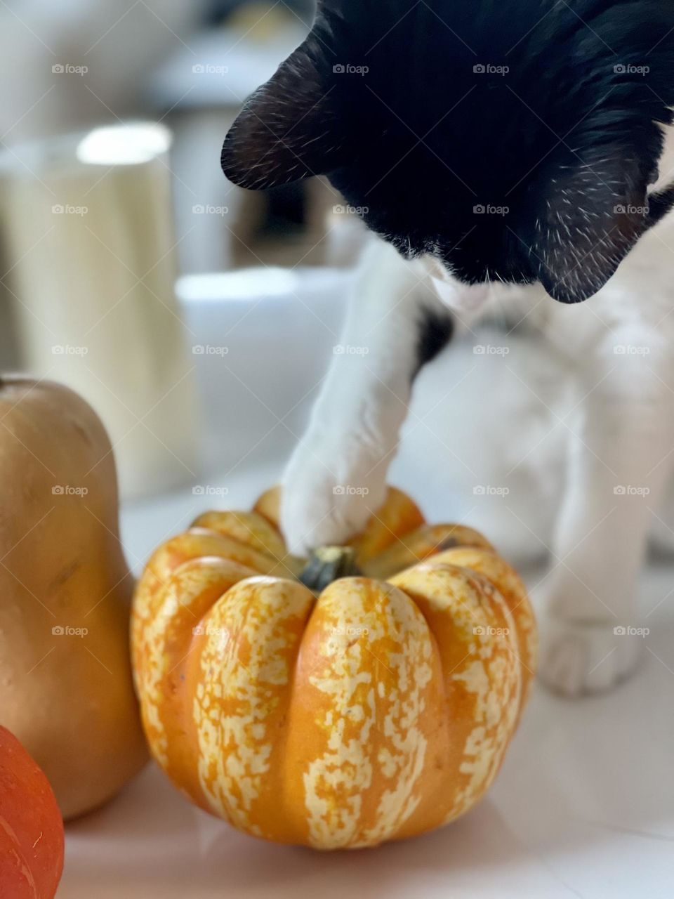 Tuxedo cat playing with a pumpkin 