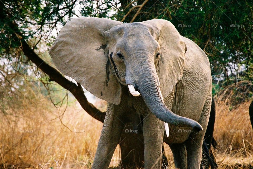 Elephant portrait