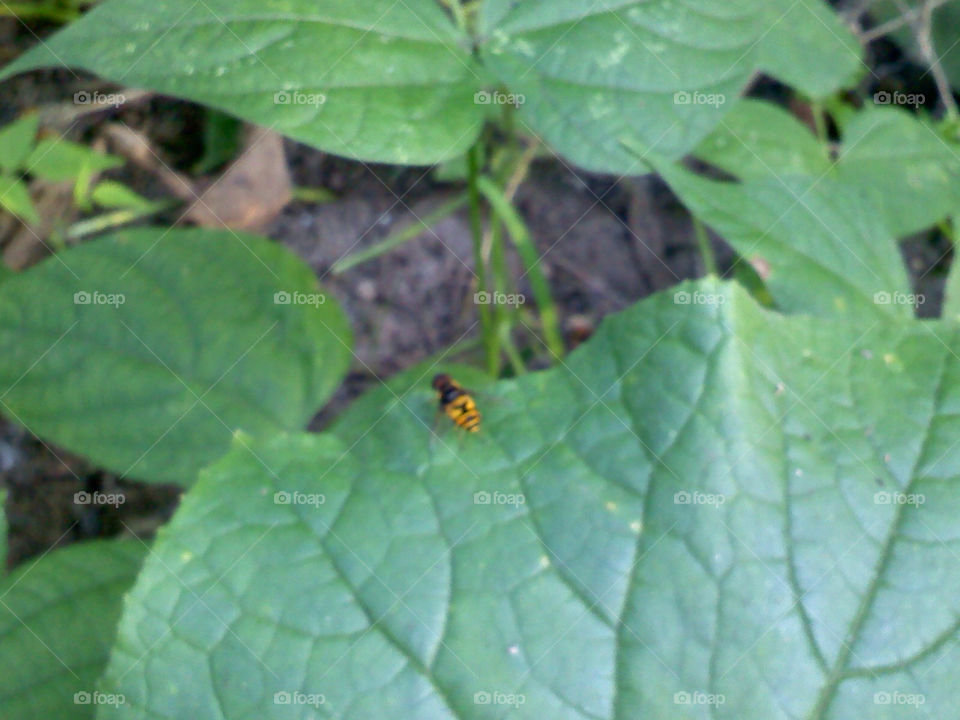 garden yellow nature black by jmh