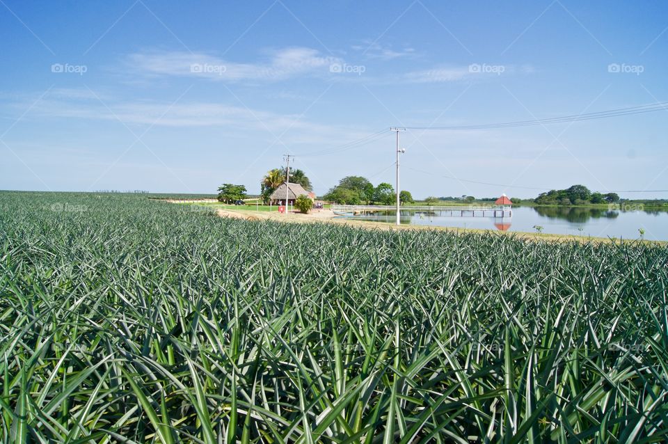 A paradise between pineapples