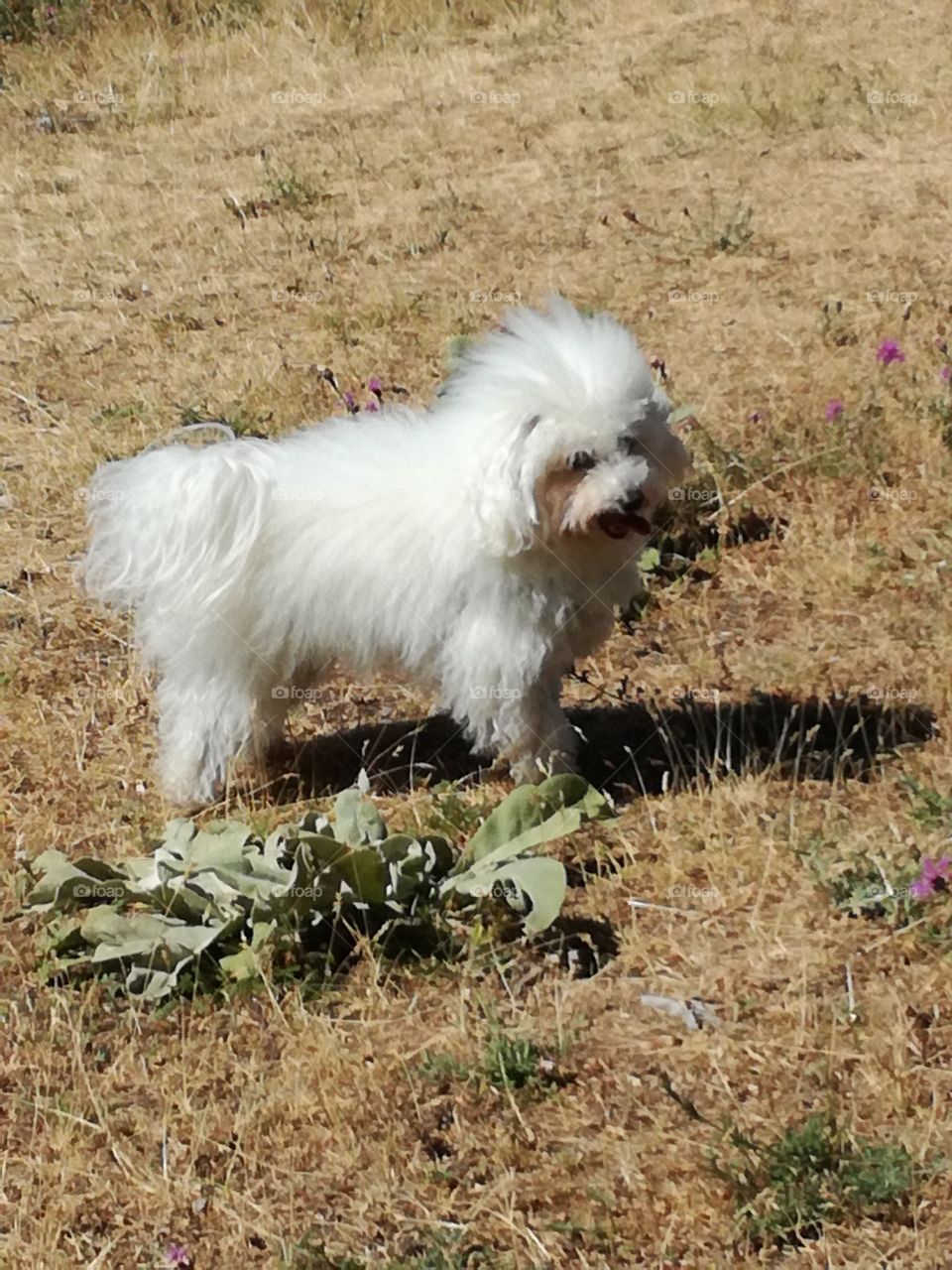 A white dog in the mountain