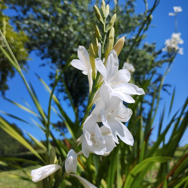 FLOWERS