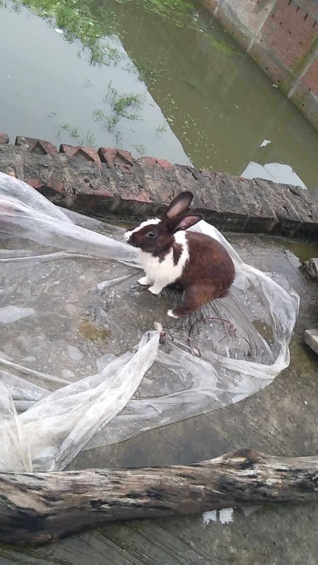 Rabbit UP India
