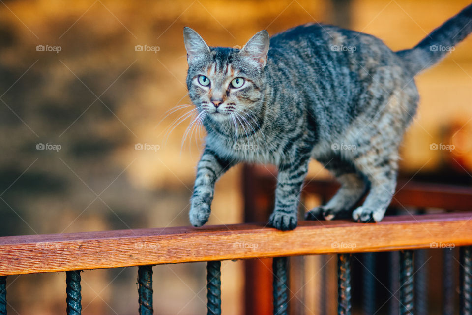 Tabby Cat Walking on Porch Railing 