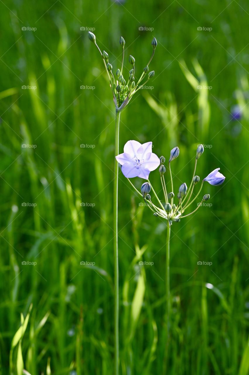 The spring season takes over the land with green colors and different shapes of spring flowers like this one Triteleia 