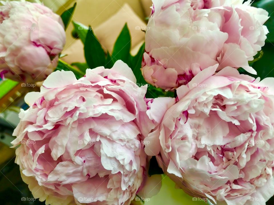 Peonies bouquet 