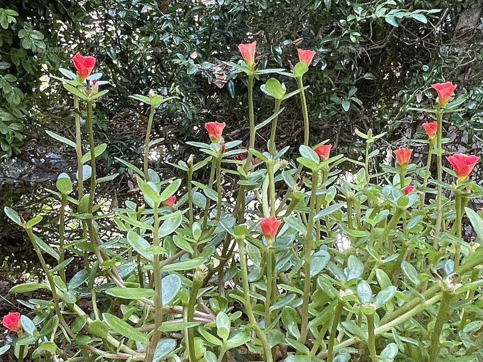 pretty porch orange portulaca 