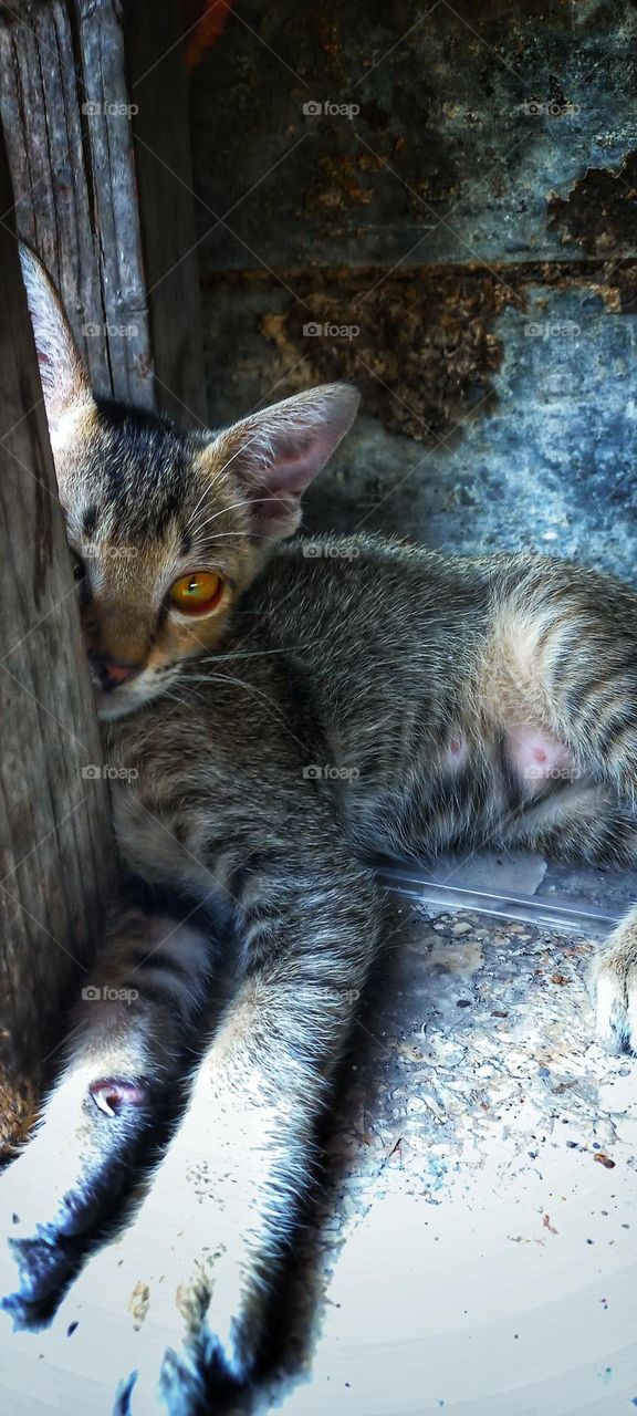 A cute kitten is under the corner of a wooden table