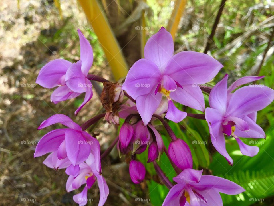 Wild Orchid 