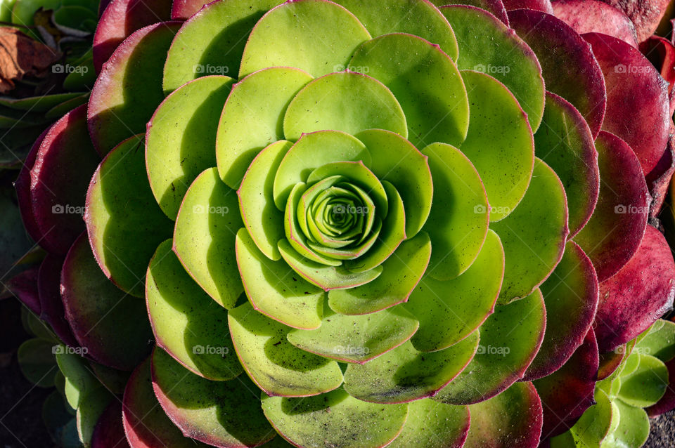 The first rule of nature is Fibonacci sequence.