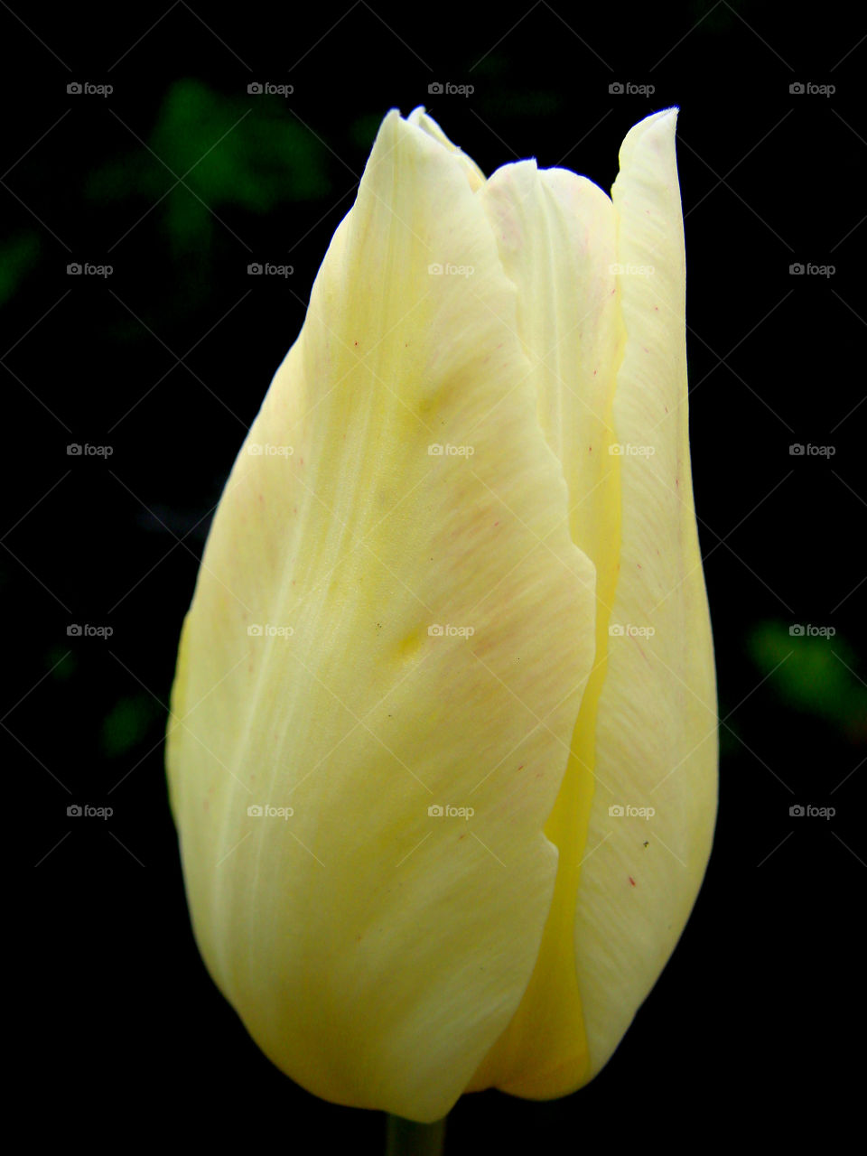 Yellow tulip