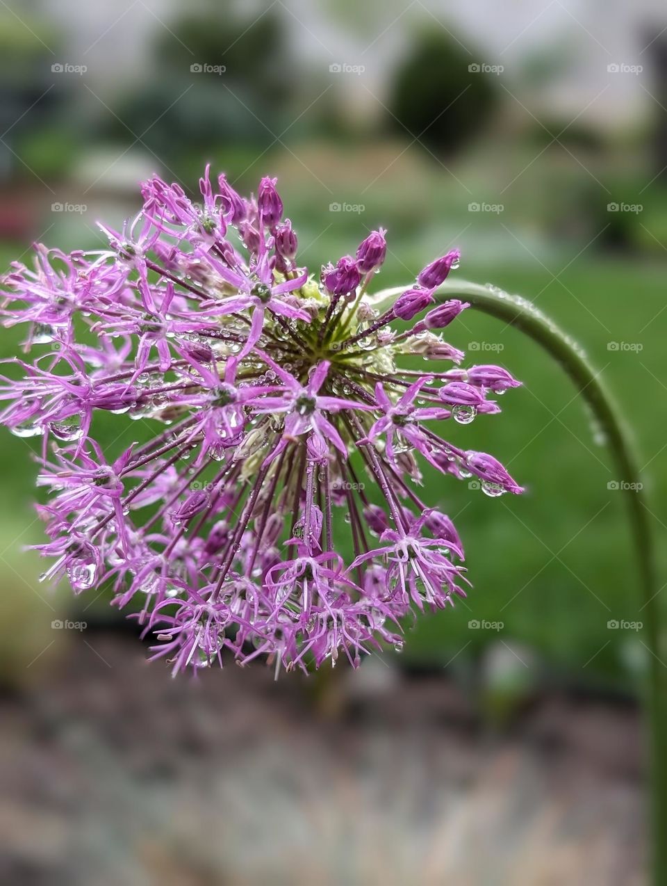 Ornamental onion - Allium atropurpureum after rain