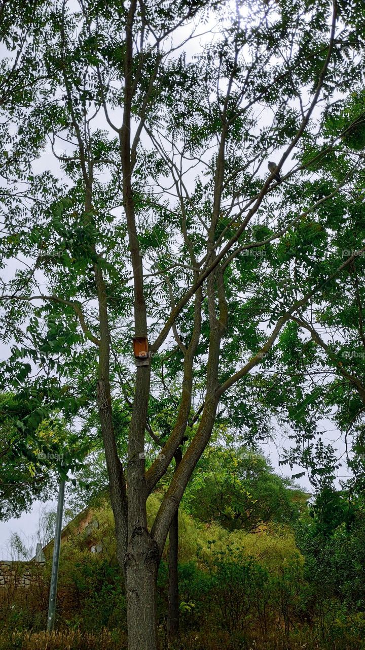 Small house in the tree.