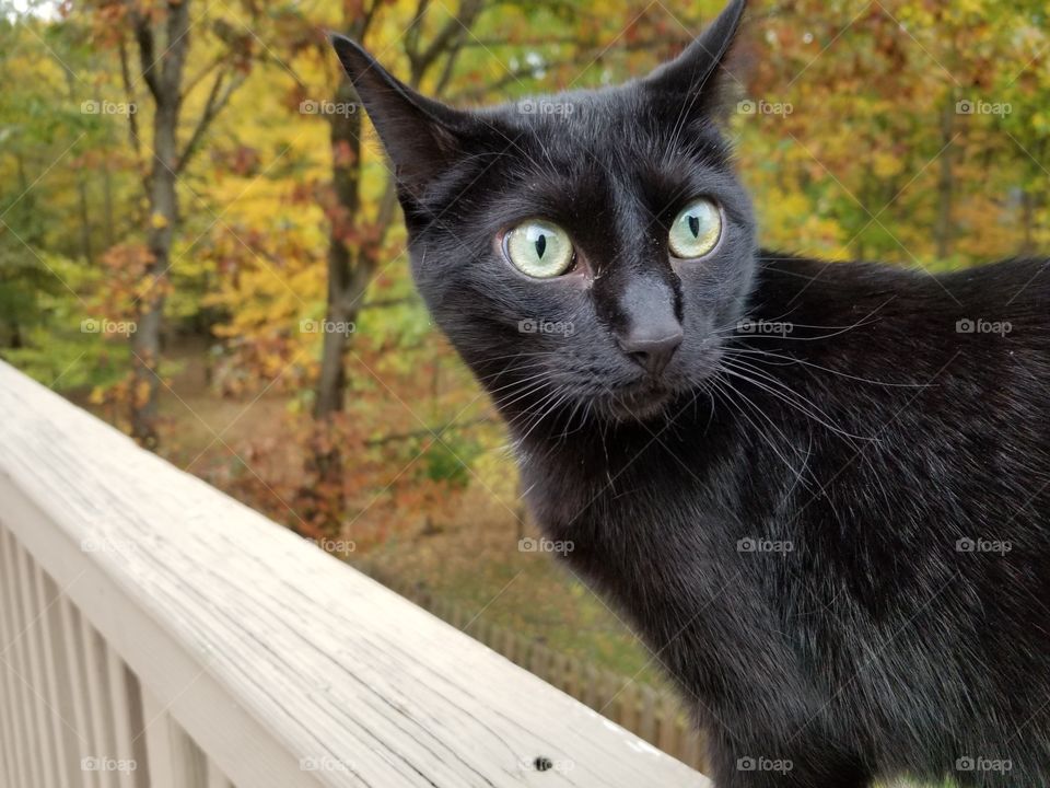 The cat outside in autumn. The trees turned a little early.