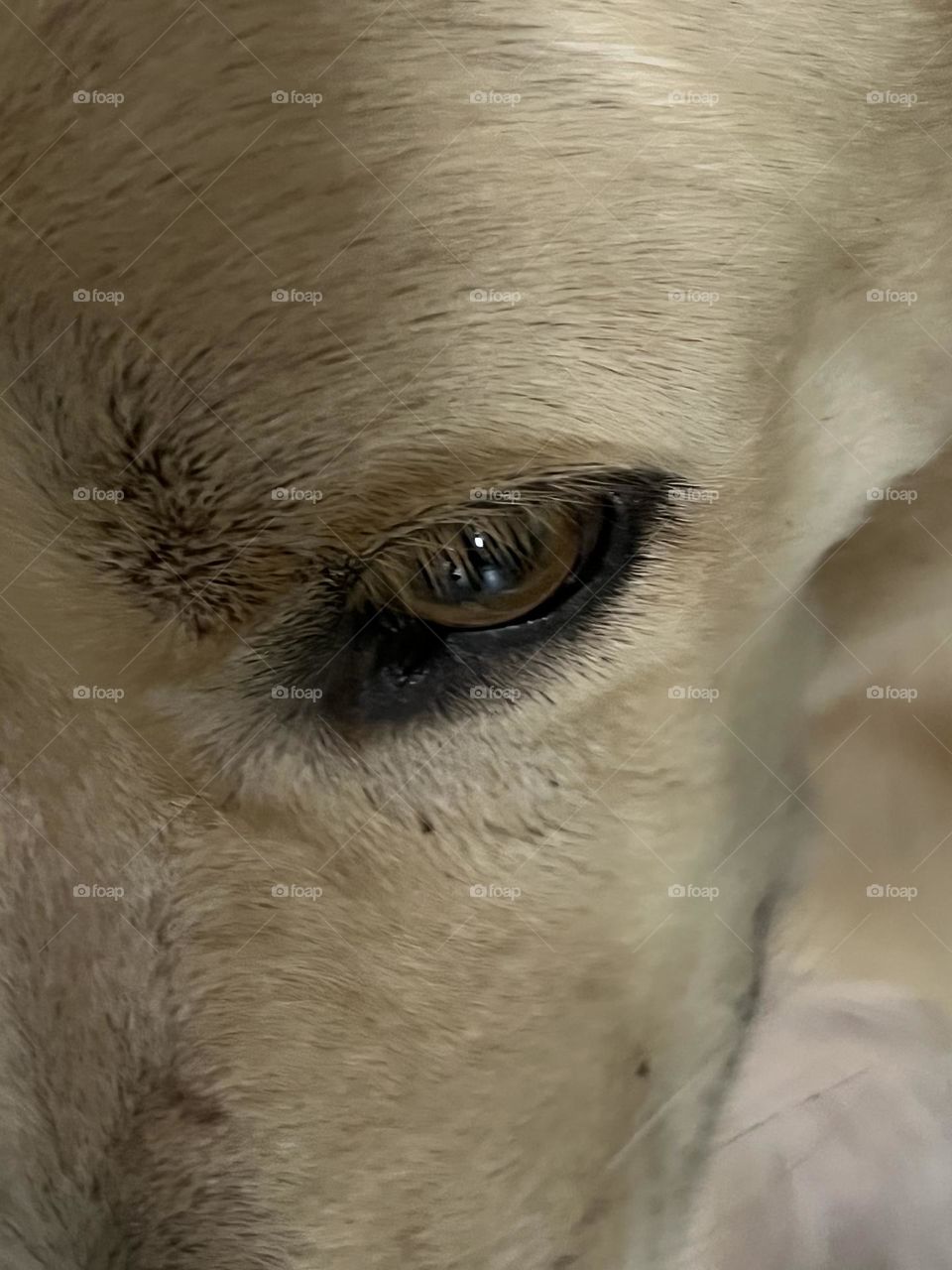 Be authentic : Animals ‘ Eyes.