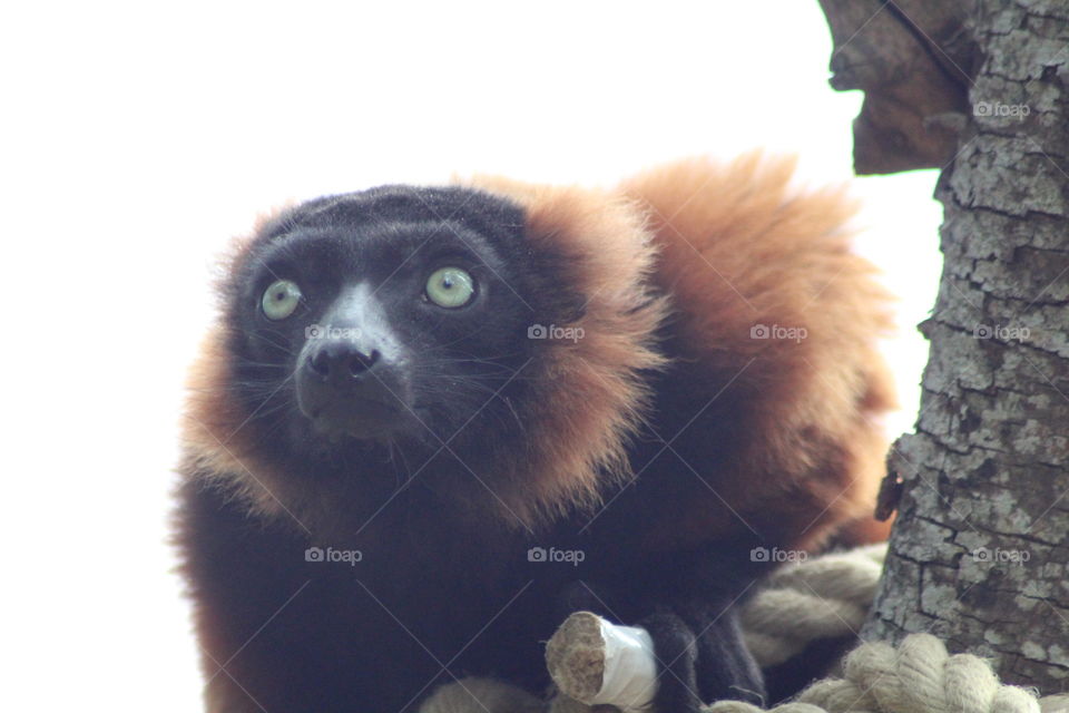 Lemur