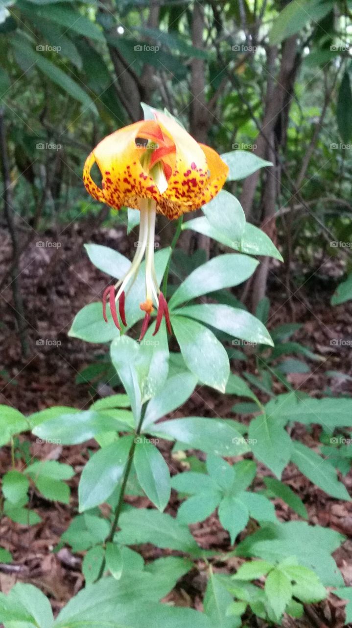 Tiger Lilly